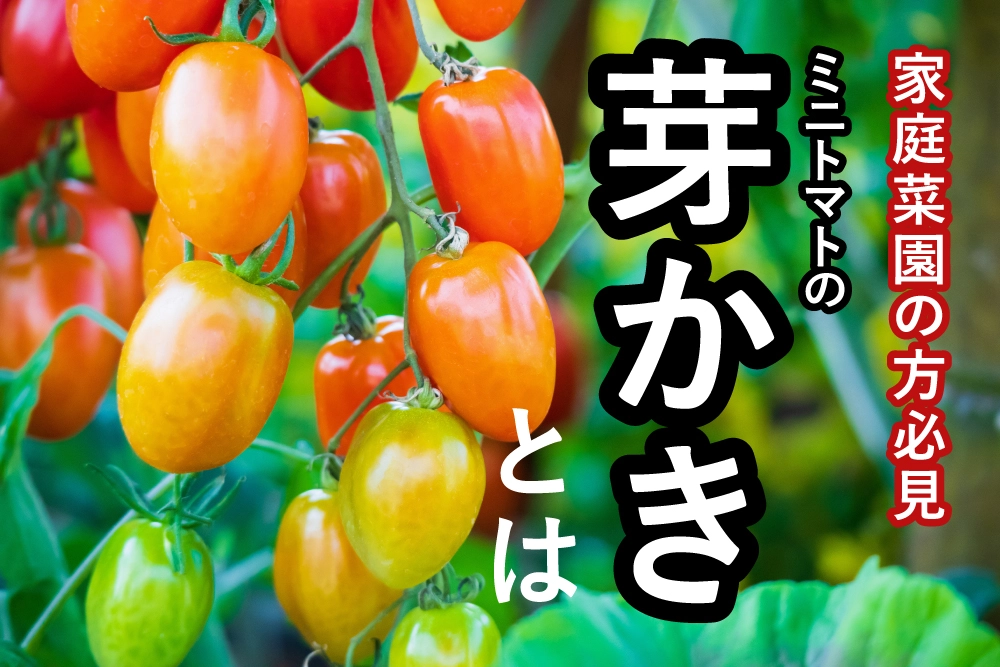 【農家が教える】ミニトマト栽培のココだけの話【芽かき編】